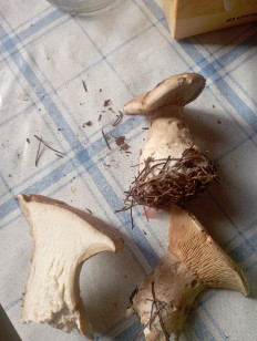 Гриб из Москва Воскресенск