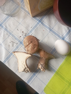 Гриб из Москва Воскресенск