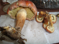 Гриб из Егорьевск