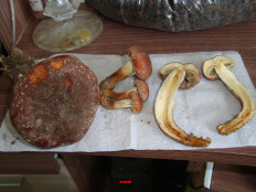 Гриб из Егорьевск