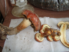 Гриб из Егорьевск