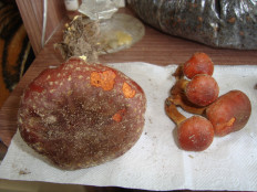 Гриб из Егорьевск