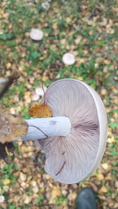 Гриб из Иваново