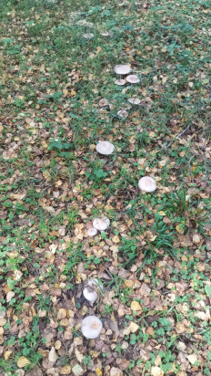 Гриб из Иваново