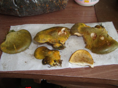 Гриб из Егорьевск