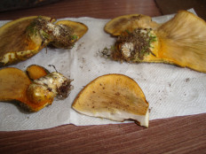 Гриб из Егорьевск