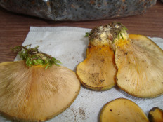 Гриб из Егорьевск