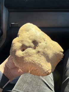 Гриб из Волгоград