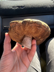 Гриб из Волгоград