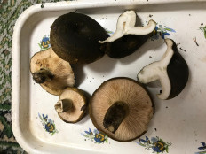 Гриб из Мурманск