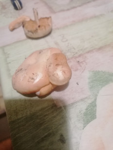 Гриб из Уфа