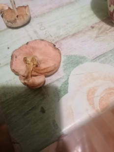 Гриб из Уфа