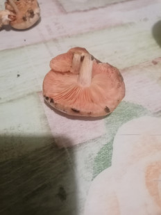 Гриб из Уфа