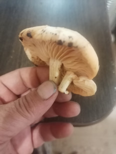 Гриб из Уфа