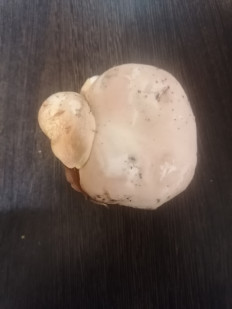 Гриб из Уфа