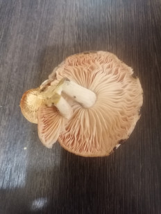 Гриб из Уфа