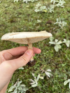 Гриб из Махачкала