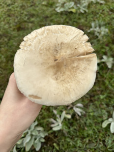 Гриб из Махачкала