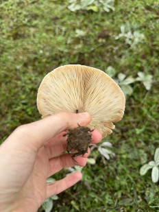 Гриб из Махачкала