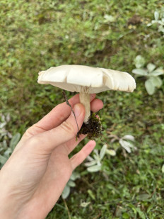 Гриб из Махачкала