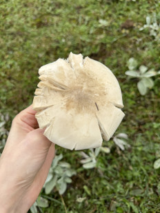 Гриб из Махачкала