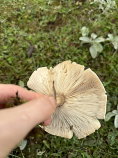 Гриб из Махачкала