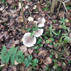 Гриб из Мытищи