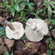 Гриб из Мытищи