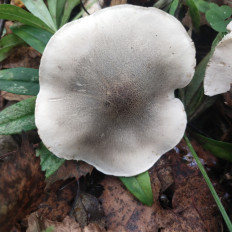 Гриб из Мытищи