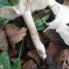 Гриб из Мытищи