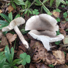 Гриб из Мытищи