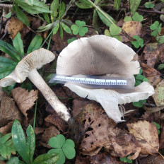 Гриб из Мытищи