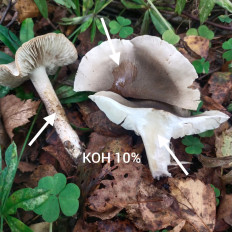 Гриб из Мытищи