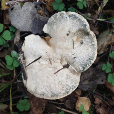 Гриб из Мытищи