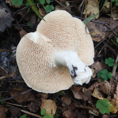 Гриб из Мытищи