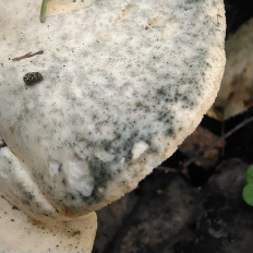 Гриб из Мытищи