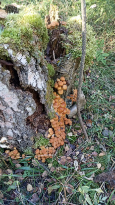 Гриб из Ленинградская область