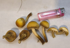 Гриб из Ленинградская область