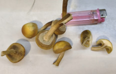 Гриб из Ленинградская область