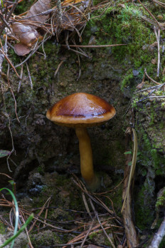 Chalciporus piperatus - Перечный гриб