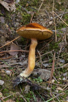 Chalciporus piperatus - Перечный гриб
