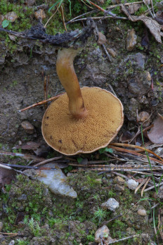 Chalciporus piperatus - Перечный гриб