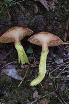 Chalciporus piperatus - Перечный гриб