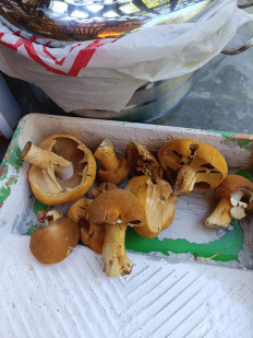 Гриб из Изобильный