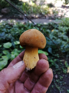 Гриб из Изобильный