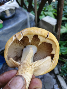 Гриб из Изобильный