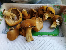 Гриб из Изобильный