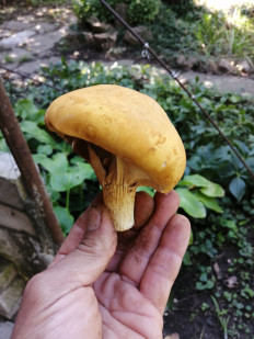 Гриб из Изобильный