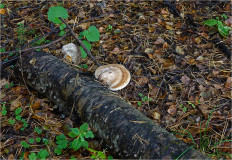 Гриб из Москва