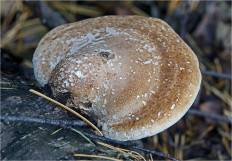 Гриб из Москва